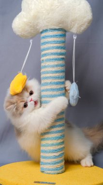 Gri ve beyaz kadın Pers tüylü kedi fotoğraf çekimi stüdyosu, beyaz arka planı ve kedi ifadesi var.