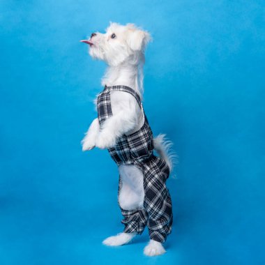 female maltese photo shoot session studio pet photography with black dress shirt blue background and property cute expression puppy dog