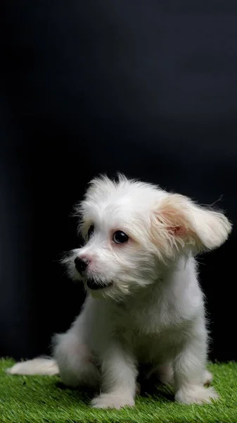 Γυναίκα Maltese Puppy White Dog Photo Shoot Session Studio Μαύρο — Φωτογραφία Αρχείου