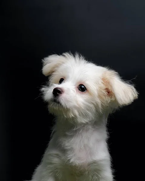 Female Maltese Puppy White Dog Photo Shoot Session Studio Black — Fotografia de Stock