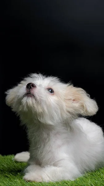 Weibliche Malteser Welpen White Dog Fotosession Studio Mit Schwarzem Hintergrund — Stockfoto