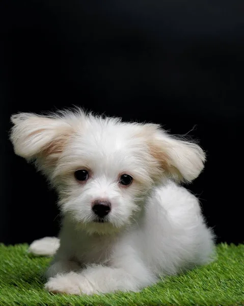 马耳他的雌性小狗白狗摄影棚 绿色草地上有黑色背景 — 图库照片
