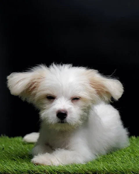 Female Maltese Puppy White Dog Photo Shoot Session Studio Black — Foto Stock