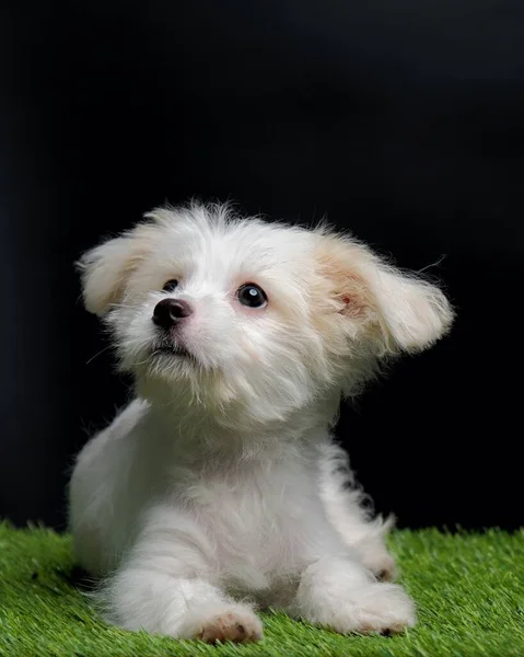 Female Maltese Puppy White Dog Photo Shoot Session Studio Black — Stock Photo, Image