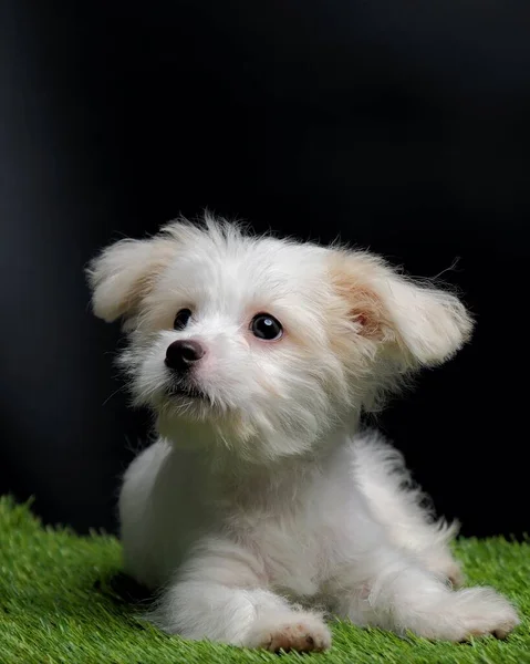 Female Maltese Puppy White Dog Photo Shoot Session Studio Black — Zdjęcie stockowe
