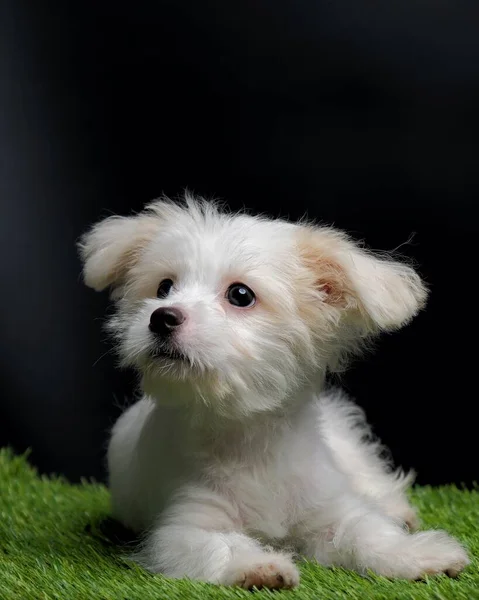 Female Maltese Puppy White Dog Photo Shoot Session Studio Black — Stock Fotó