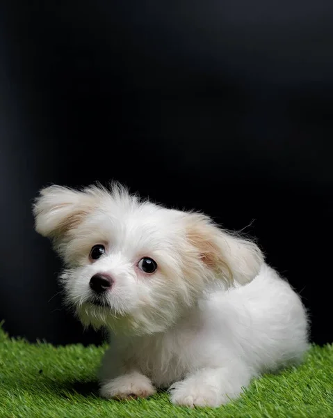 Female Maltese Puppy White Dog Photo Shoot Session Studio Black —  Fotos de Stock