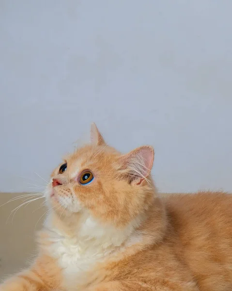 Yellow Male Persian Cat Photo Shoot Session Studio Grey Gray — Photo