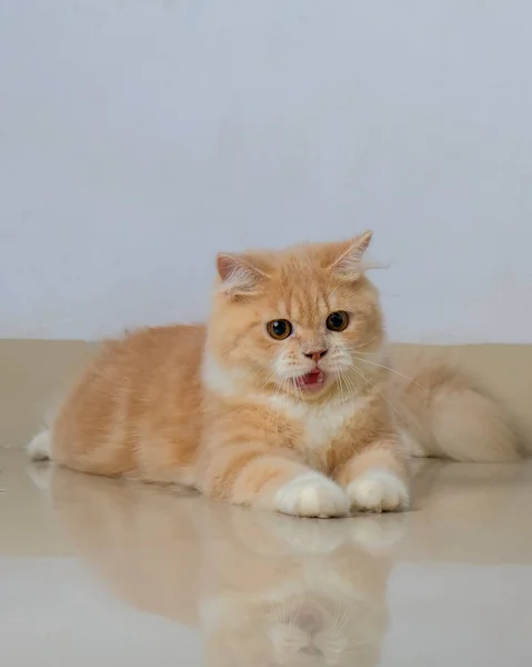 Yellow Male Persian Cat Photo Shoot Session Studio Grey Gray — 스톡 사진