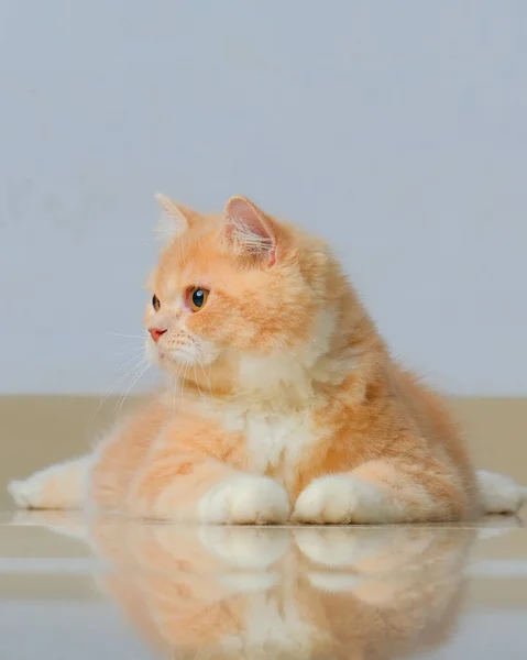 Yellow Male Persian Cat Photo Shoot Session Studio Grey Gray — Foto de Stock