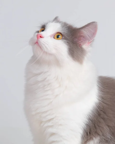 Gray White Female Persian Fluffy Cat Photo Shoot Session Studio — Stock Photo, Image