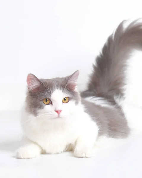 Gris Blanco Femenino Persa Esponjoso Gato Sesión Fotos Estudio Con — Foto de Stock