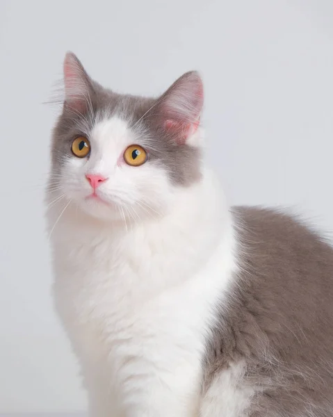 흰색으로 빛나는 복슬복슬 고양이 스튜디오에서 고양이 표정으로 — 스톡 사진