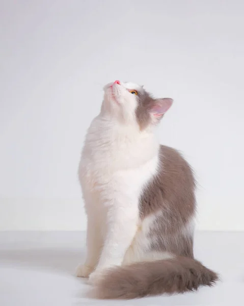 白を基調とした白とグレーの猫の写真撮影会スタジオと猫の表情 — ストック写真