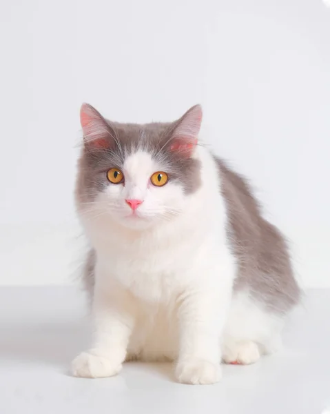 灰白色雌性波斯绒毛猫摄影演播室 有白色背景 有猫的表情 — 图库照片