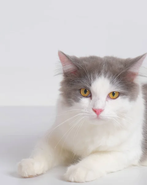 Gray White Female Persian Fluffy Cat Photo Shoot Session Studio — стоковое фото