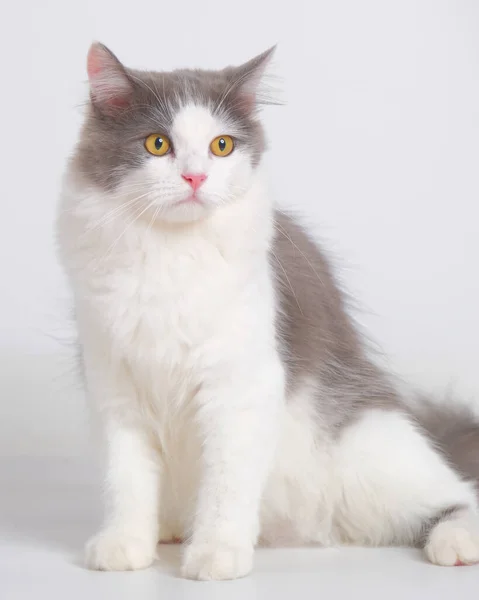 Gray White Female Persian Fluffy Cat Photo Shoot Session Studio — Zdjęcie stockowe