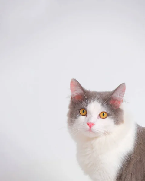 Gray White Female Persian Fluffy Cat Photo Shoot Session Studio — Photo