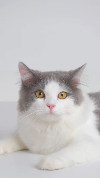Harmaa Valkoinen Nainen Persialainen Pörröinen Kissa Valokuva Ampua Istunnon Studio — kuvapankkivalokuva