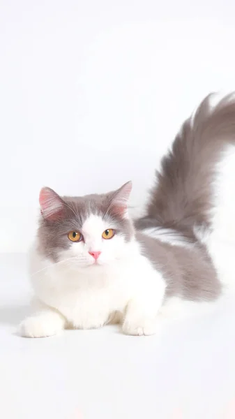 Gray White Female Persian Fluffy Cat Photo Shoot Session Studio — 스톡 사진