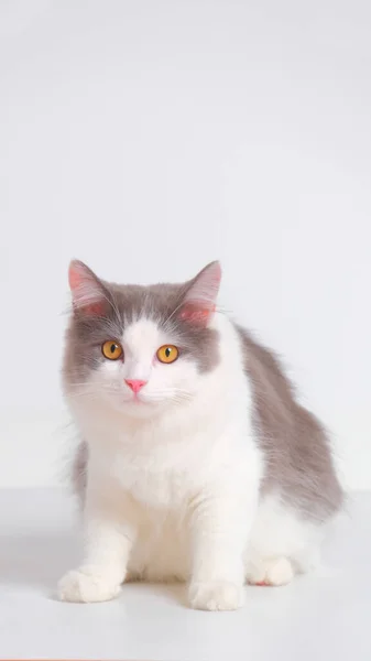 Gray White Female Persian Fluffy Cat Photo Shoot Session Studio — 스톡 사진