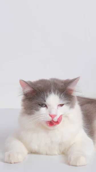 Gray White Female Persian Fluffy Cat Foto Studio Dengan Latar — Stok Foto