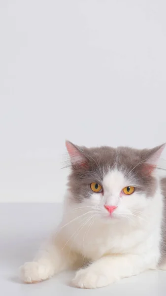 Gray White Female Persian Fluffy Cat Photo Shoot Session Studio — Photo