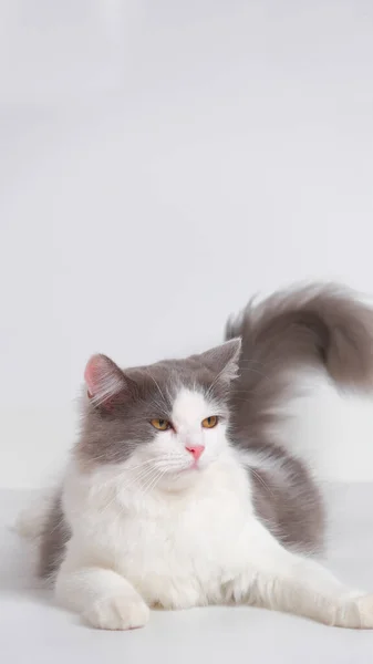 Grau Und Weiß Weiblich Persisch Flauschige Katze Foto Shooting Studio — Stockfoto