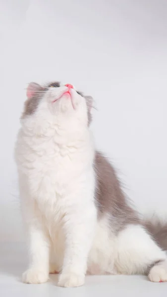 Gray White Female Persian Fluffy Cat Photo Shoot Session Studio — Foto de Stock