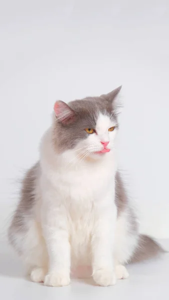 Grigio Bianco Femmina Persiano Soffice Gatto Sessione Servizio Fotografico Studio — Foto Stock