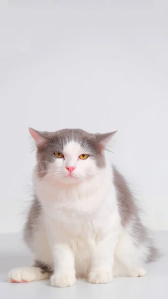 Gray White Female Persian Fluffy Cat Photo Shoot Session Studio — Foto Stock