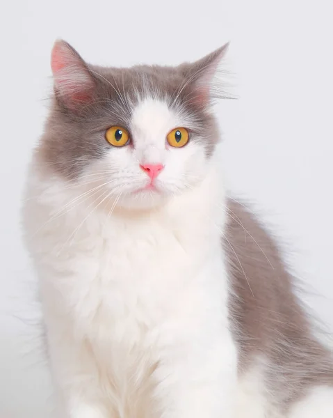 Gray White Female Persian Fluffy Cat Photo Shoot Session Studio — стоковое фото