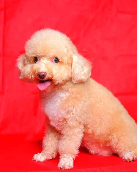 Cream Creamy Female Poodle Dog Photo Shoot Session Studio Red — Zdjęcie stockowe