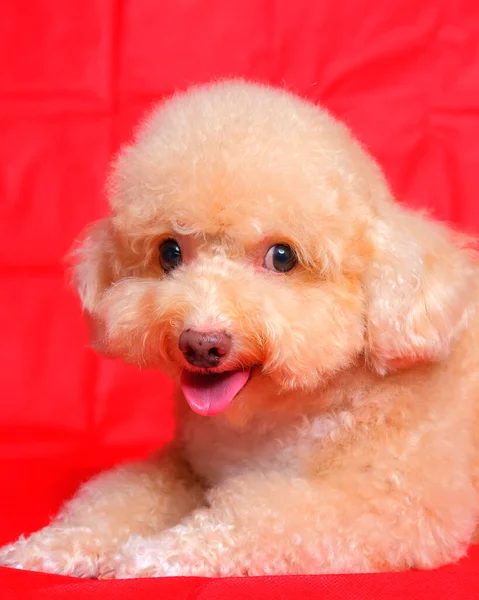 Cream Creamy Female Poodle Dog Photo Shoot Session Studio Red — Zdjęcie stockowe