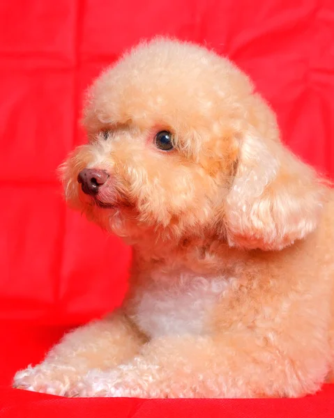 Cream Creamy Female Poodle Dog Photo Shoot Session Studio Red — Foto de Stock