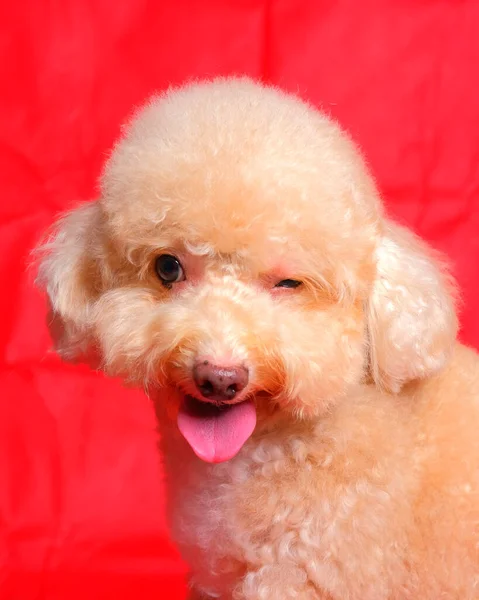 Cream Creamy Female Poodle Dog Photo Shoot Session Studio Red — Photo