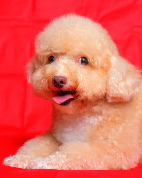 Cream Creamy Female Poodle Dog Photo Shoot Session Studio Red — Zdjęcie stockowe