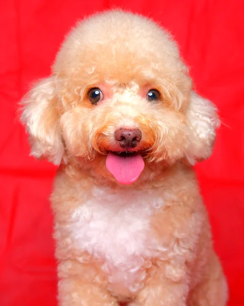Cream Creamy Female Poodle Dog Photo Shoot Session Studio Red — Stock Photo, Image