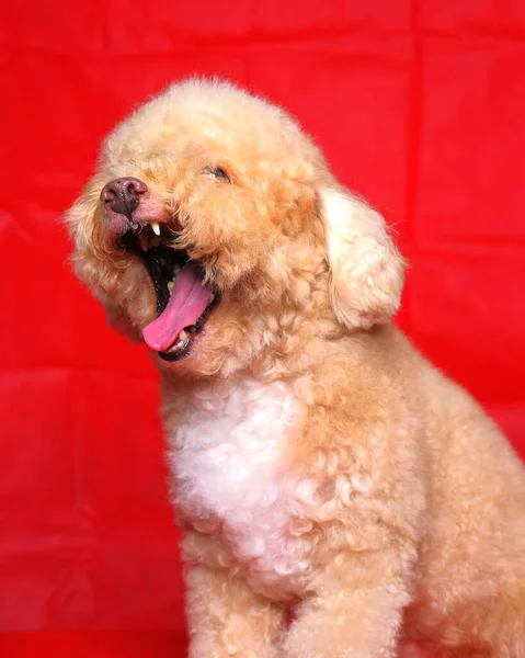 Kremalı Dişi Kaniş Köpeği Fotoğraf Çekimi Stüdyoda Kırmızı Renkli Arka — Stok fotoğraf