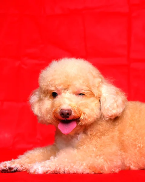 Cream Creamy Female Poodle Dog Photo Shoot Session Studio Red — Zdjęcie stockowe