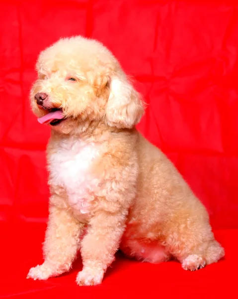 Cream Creamy Female Poodle Dog Photo Shoot Session Studio Red — Zdjęcie stockowe