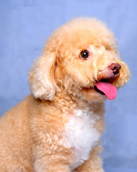 Cream Creamy Female Poodle Dog Photo Shoot Session Studio Red — Stock Photo, Image