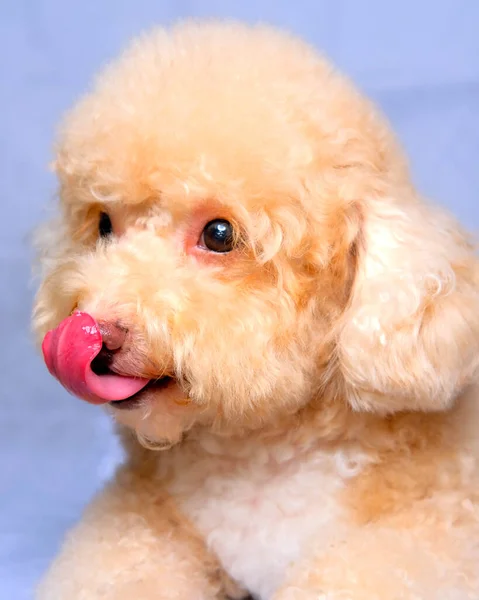 Cream Creamy Female Poodle Dog Photo Shoot Session Studio Red — Zdjęcie stockowe