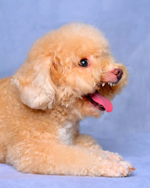 Cream Creamy Female Poodle Dog Photo Shoot Session Studio Red — Zdjęcie stockowe