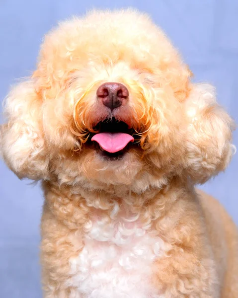 Cream Creamy Female Poodle Dog Photo Shoot Session Studio Red — стоковое фото