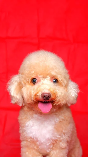 赤い色の背景と幸せな表情を持つスタジオでのクリームクリーミーな女性のプードル犬の写真撮影セッション — ストック写真