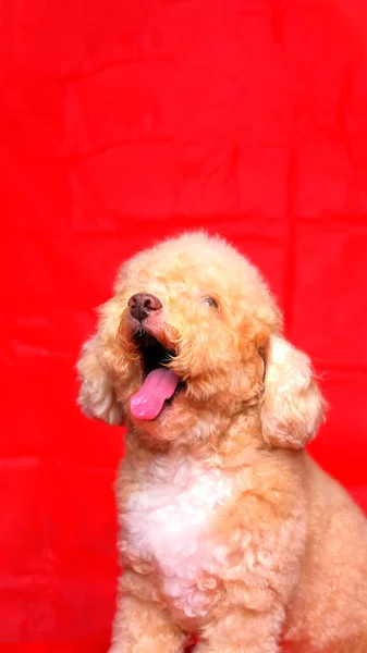 Cream Creamy Female Poodle Dog Photo Shoot Session Studio Red — Stock Photo, Image