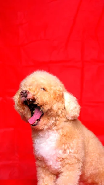 Cream Creamy Female Poodle Dog Photo Shoot Session Studio Red — Fotografia de Stock