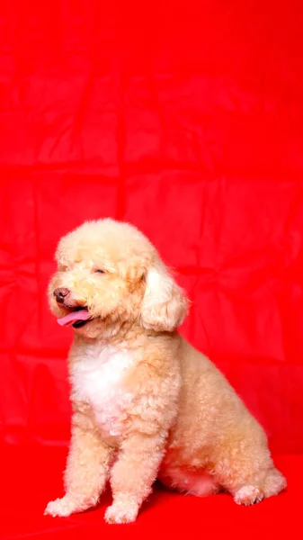 Cream Creamy Female Poodle Dog Photo Shoot Session Studio Red — Stockfoto