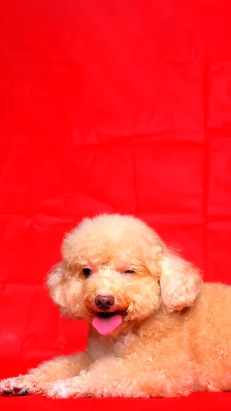 赤い色の背景と幸せな表情を持つスタジオでのクリームクリーミーな女性のプードル犬の写真撮影セッション — ストック写真